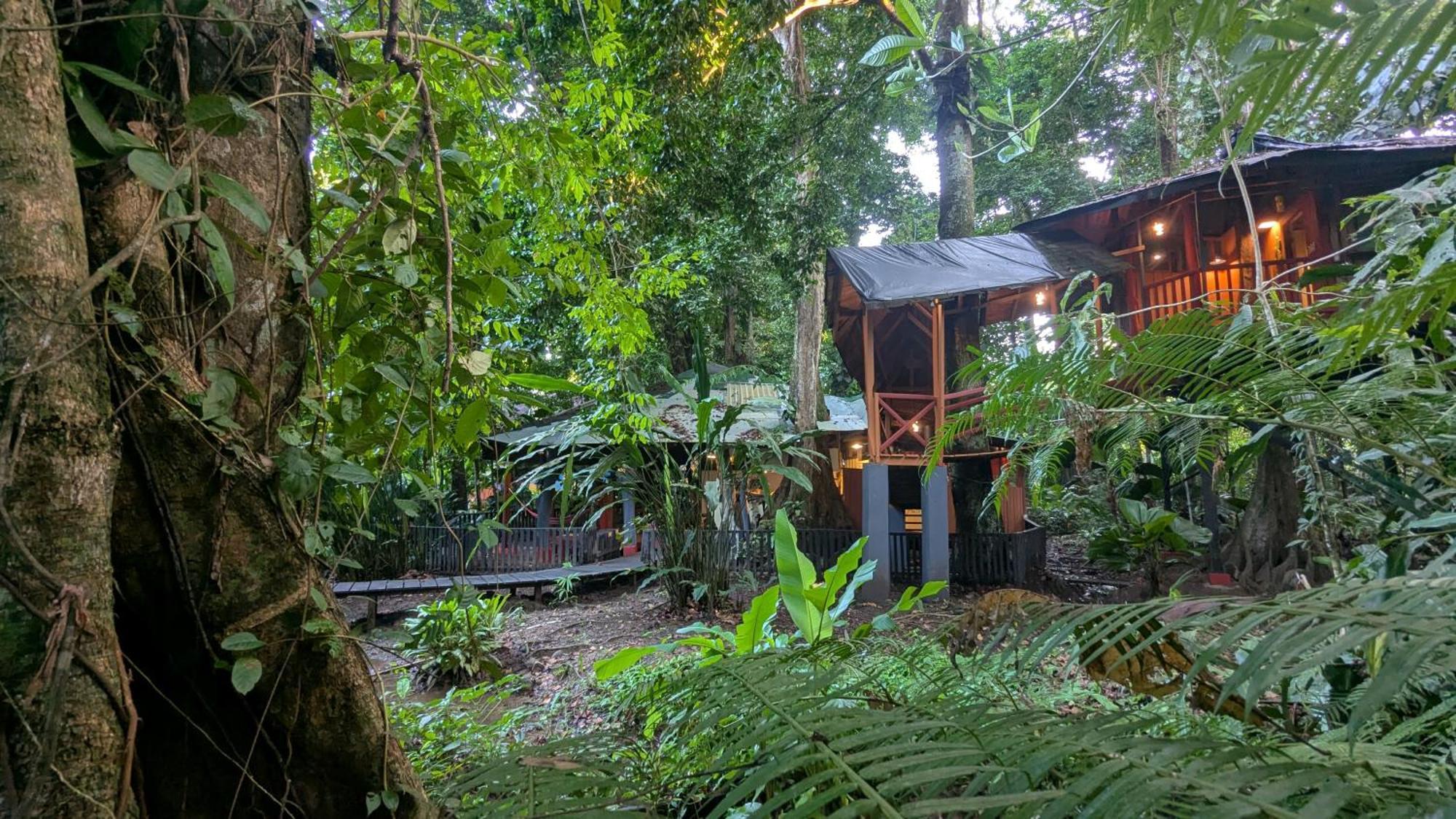 Tree House Beachfront Lodge Puerto Viejo de Talamanca Eksteriør bilde